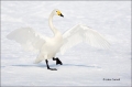 Whooper-Swan;Swan;Olor-cygnus;Japan;Waterfowl;Flying-Bird;action;active;aerodyna