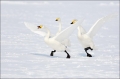 Whooper-Swan;Swan;Olor-cygnus;Japan;Waterfowl;avifauna;bird;birds;feather;feathe