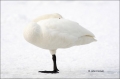 Whooper-Swan;Swan;Olor-cygnus;Japan;Waterfowl;One;avifauna;bird;birds;feather;fe
