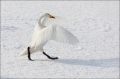 Whooper-Swan;Swan;Olor-cygnus;Japan;Waterfowl;One;avifauna;bird;birds;feather;fe