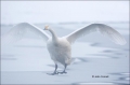 Japan;Whooper-Swan;Swan;Olor-cygnus;Waterfowl;Flying-Bird;action;active;aerodyna