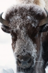American-Bison;Bison-bison;Buffalo;Cold;Snow;Wild-Animal;Winter;Winter-Yellowsto