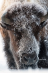 American-Bison;Bison-bison;Buffalo;Cold;One;Winter;Yellowstone-National-Park;col