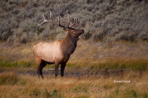 Breeding-Season-Bull;Cervus-canadensis;Elk;Madison-River;Madison-River-Valley;Ma