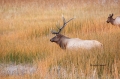 Breeding-Season;Cervus-canadensis;Elk;Madison-River;Rut;Wapiti;Yellowstone-Natio