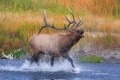 Elk;Madison-River;Yellowstone-National-Park