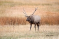 Breeding-Season;Cervus-canadenis;Elk;Rut;Wapiti;Yellowstone-National-Park