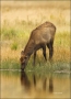 Elk;Cervus-canadenis;Calf;River;Fall;one-animal;close-up;color-image;nobody;phot