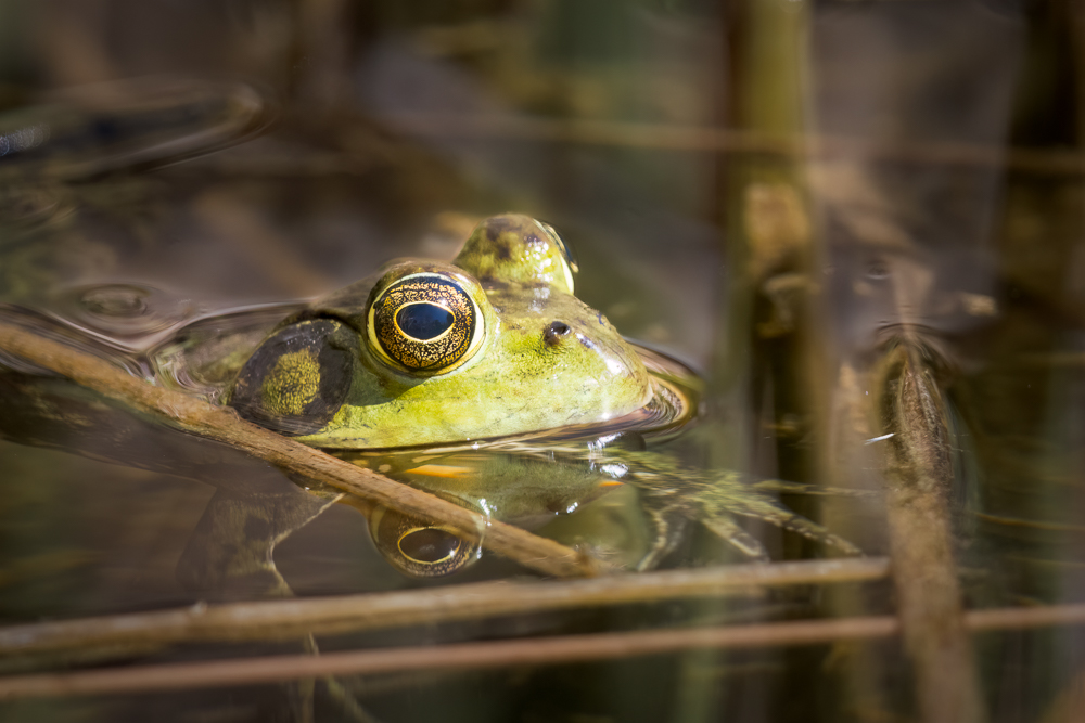 Bullfrog