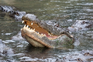 Alligator;Alligator-mississippiensis;Feeding-Behavior;feeding;foraging;teeth