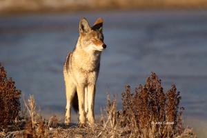 Canus-latrans;Coyote;Oncorhynchus-nerka;One;color-image;color-photograph;natural