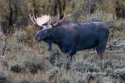 Alces-alces;Bull;Grand-Teton-National-Park;Male;Moose;One;color-image;color-phot