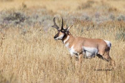 Antelope;Antilocapra-americana;Grand-Teton-National-Park;One;Pronghorn;Pronghorn