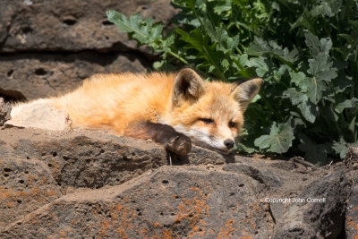 Fox;Red-Fox;Vulpes-vulpes;color-image;color-photograph;den;Fox;home;juvenile;Kit