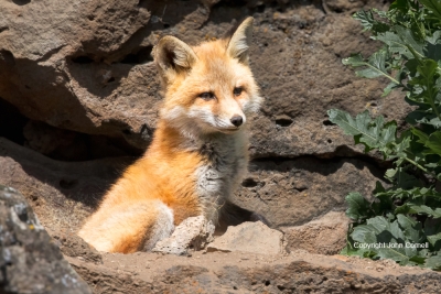 Fox;Red-Fox;Vulpes-vulpes;color-image;color-photograph;den;Fox;home;juvenile;Kit