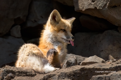 Fox;Red-Fox;Vulpes-vulpes;color-image;color-photograph;den;Fox;home;juvenile;Kit