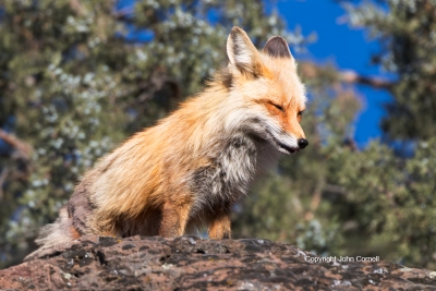 Fox;Red-Fox;Vulpes-vulpes;color-image;color-photograph;den;Fox;home;juvenile;Kit
