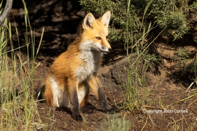Fox;Kit;One;Red-Fox;Vulpes-vulpes;color-image;color-photograph;den;hkits;home;ju