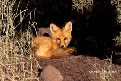Fox;Kit;One;Red-Fox;Vulpes-vulpes;color-image;color-photograph;den;hkits;home;ju