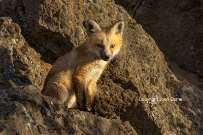 Fox;Kit;One;Red-Fox;Vulpes-vulpes;avifauna;bird;birds;color-image;color-photogra