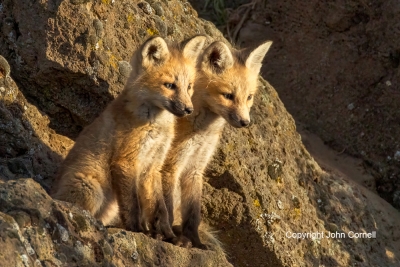 Fox;Kit;Red-Fox;Two;Vulpes-vulpes;color-image;color-photograph;den;hkits;home;ju