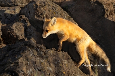 Fox;Kit;One;Red-Fox;Vulpes-vulpes;color-image;color-photograph;den;hkits;home;ju
