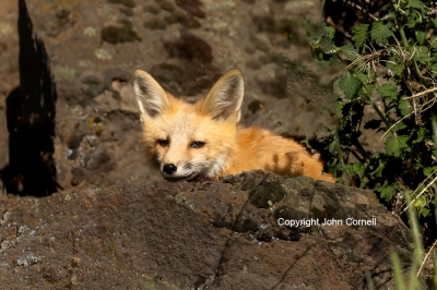 Fox;Kit;One;Red-Fox;Vulpes-vulpes;avifauna;bird;birds;color-image;color-photogra