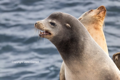 California-Sea-Lion;One;Zalophus-californianus;avifauna;bird;birds;color-image;c