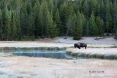 American-Bison;Bison;Bison-bison;Buffalo;One;Yellowstone-National-Park;avifauna;
