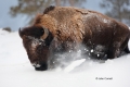 American-Bison;Bison;Bison-bison;Buffalo;One;Snow;Winter-Yellowstone-National-Pa