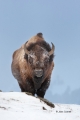 American-Bison;Bison;Bison-bison;Buffalo;One;Snow;Winter-Yellowstone-National-Pa
