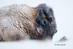 American-Bison;Bison;Bison-bison;Buffalo;One;Snow;Winter;Winter-Yellowstone-Nati