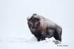 American-Bison;Bison;Bison-bison;Buffalo;One;Snow;Winter;Winter-Yellowstone-Nati