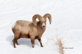 Bighorn-Sheep;One;Ovis-canadensis;Sheep;Snow;Winter-Yellowstone-National-Park;Ye
