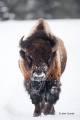 American-Bison;Bison;Bison-bison;Buffalo;One;Snow;Winter-Yellowstone-National-Pa