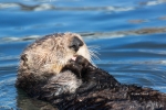 Enhydra-lutris;Floating;One;Preening;Resting;Sea-Otter;color-image;color-photogr