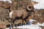 Bighorn-Sheep;Ovis-canadensis;Sheep;Snow;Rocks;Winter;Foraging;Climbing;Horns;Cu