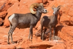 Desert;Desert-Bighorn-Sheep;Erosion;Ewe;Female;Male;Nevada;Ovis-canadensis-nelso