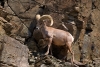 Animals-in-the-Wild;Bighorn-Sheep;Blue-Sky;Cottonwood-Canyon;Desert;Mountain;Mt-