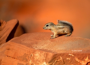 Ammospermophilus-leucurus;Antelope-Ground-Squirrel;Ground-Squirrel;White-tailed-