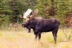 Alces-alces;Grand-Teton-National-Park;Moose;One;avifauna;color-image;color-photo