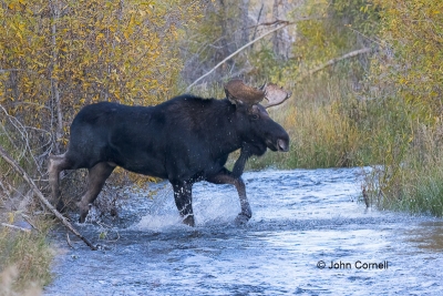 Alces-alces;Bull;Grand-Teton-National-Park;Male;Moose;One;River;Sunset;color-ima