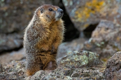 Forage;Furry;Marmot;Marmota-flaviventris;One;Yellow-bellied-Marmot;cute;foraging