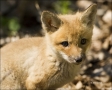Red-Fox;Fox;Kit;Juvenile;one-animal;close-up;color-image;nobody;photography;day;