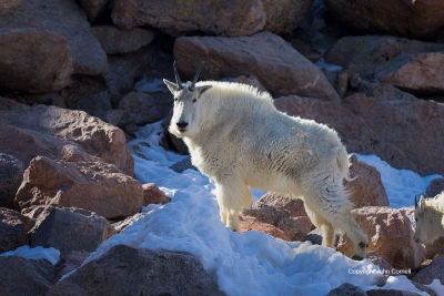 Colorado;Mount-Evans;Mountain-Goat;Mountains;One;Oreamnos-americanus;Rocky-Mount