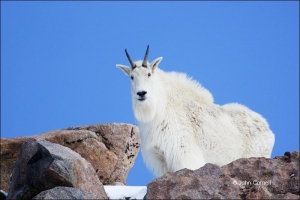 Mountain-Goat;Rocky-Mountain-Goat;Oreamnos-americanus;One;one-animal;outdoors;ou