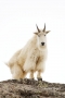 Mountain-Goat;Rocky-Mountain-Goat;Oreamnos-americanus;One;one-animal;feather;fea