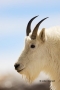 Goat;Mountain-Goat;One;one-animal;outdoors;outside;untamed;wild;color;color-phot
