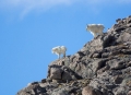 Rocky-Mountain-Goat;Oreamnos-americanus;Mountain-Goat;two-animals;outdoors;outsi