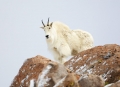 Mountain-Goat;Rocky-Mountain-Goat;Oreamnos-americanus;One;one-animal;outdoors;ou